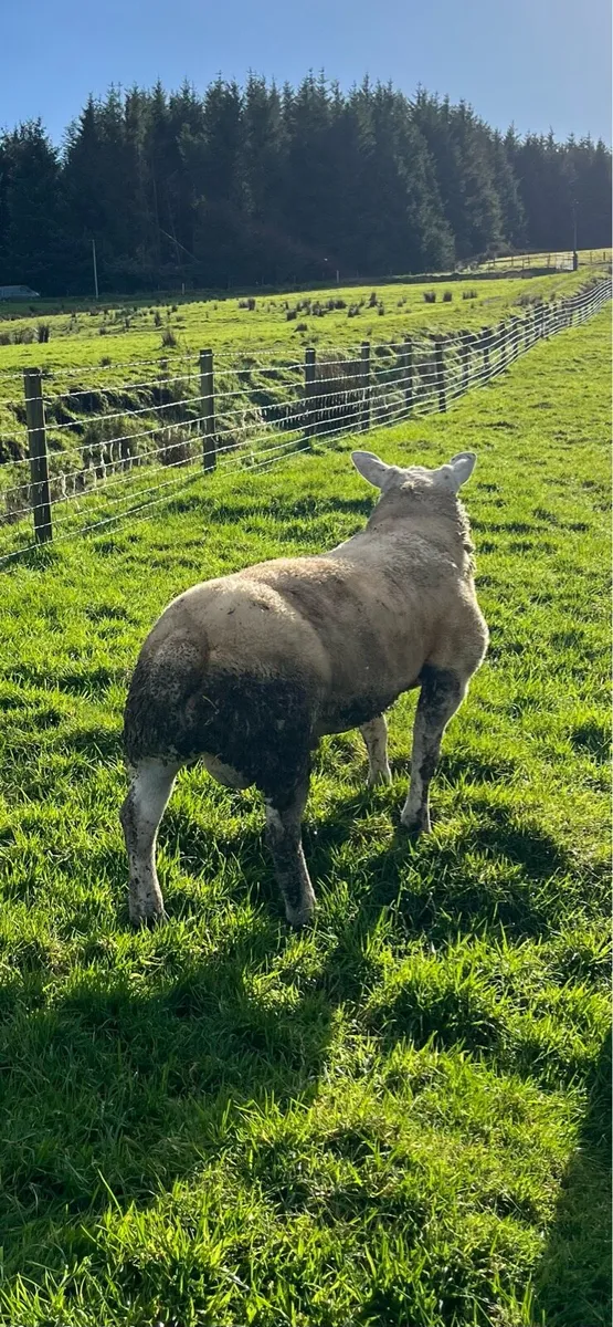 Texel hogget ram - Image 2
