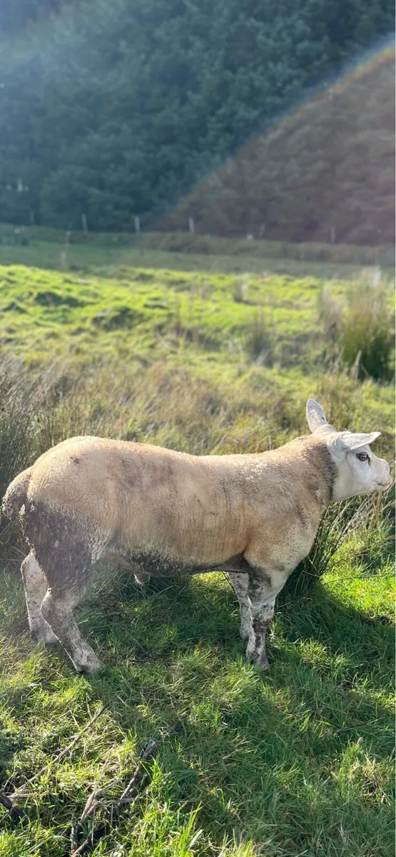 Texel hogget ram - Image 3