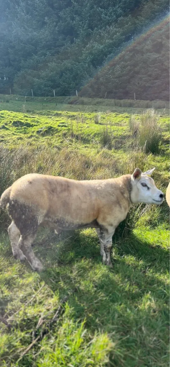 Texel hogget ram - Image 4