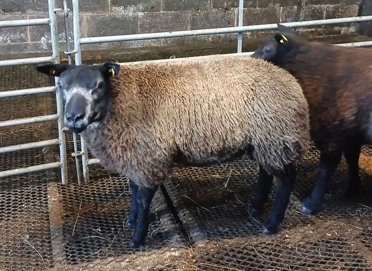 Blue Texel Ram Lambs (Just 2 left) - Image 1