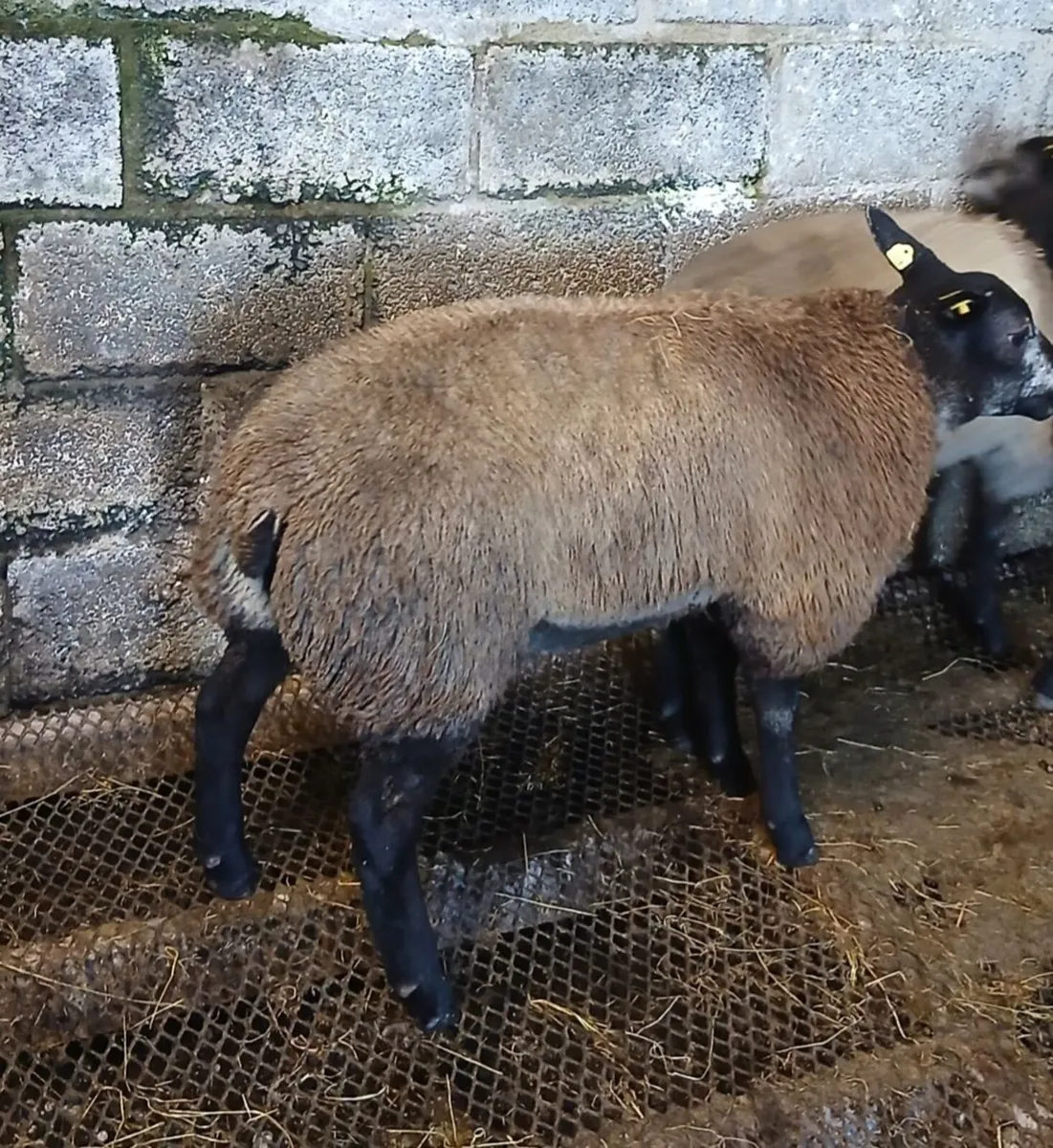 Blue Texel Ram Lambs (Just 2 left) - Image 2