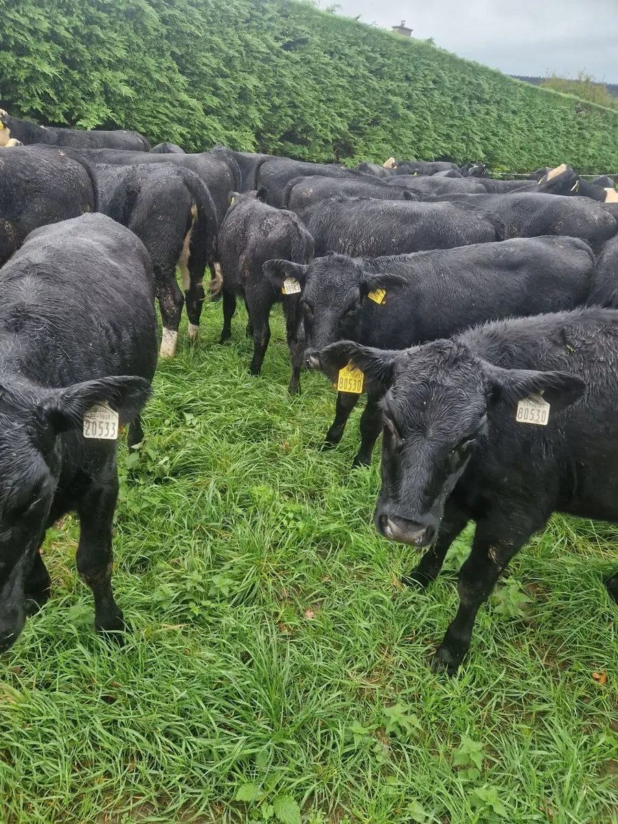 Weanlings - Image 3