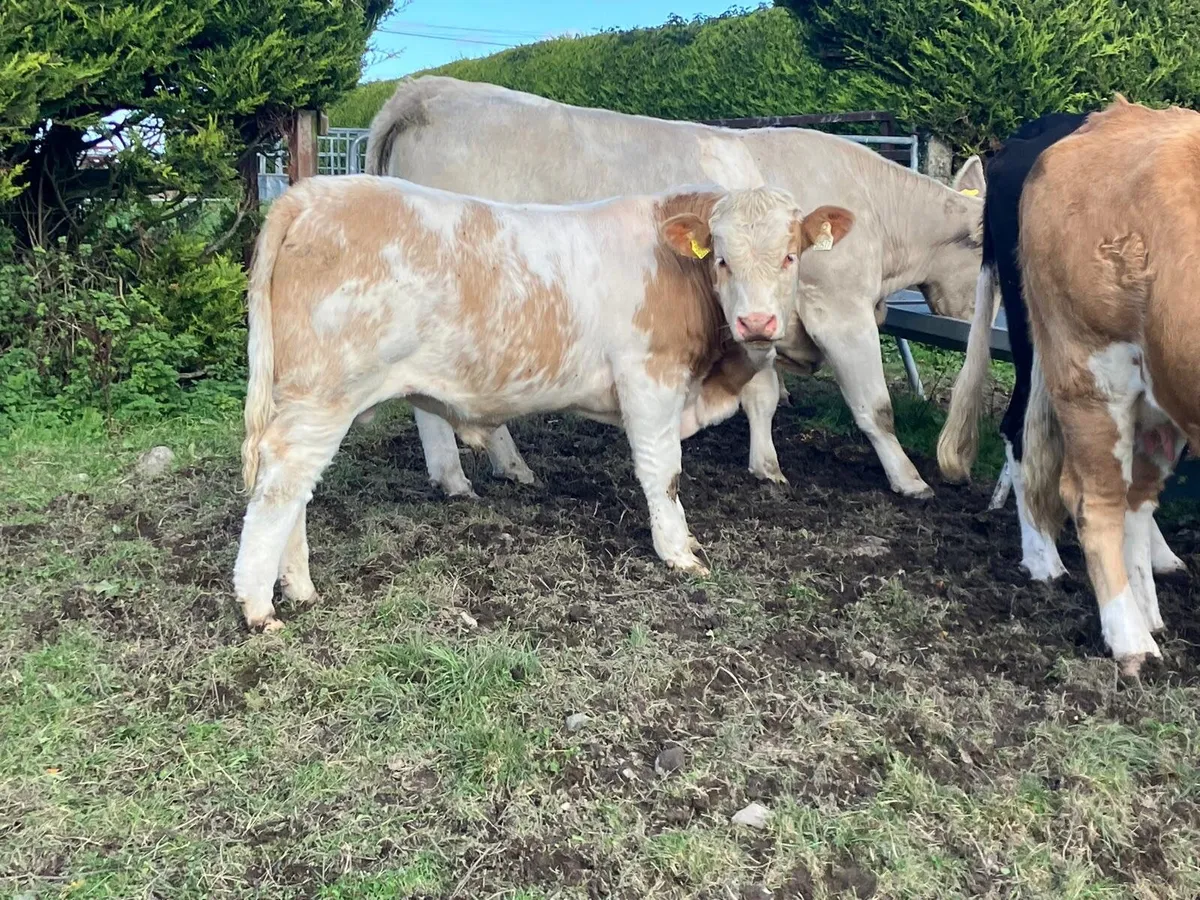 Weanlings - Image 1