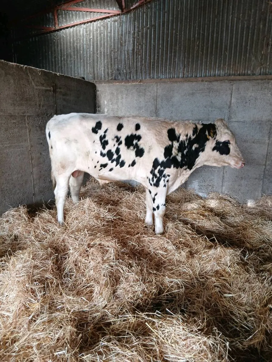Holstein Friesian Bull*High EBI* - Image 1