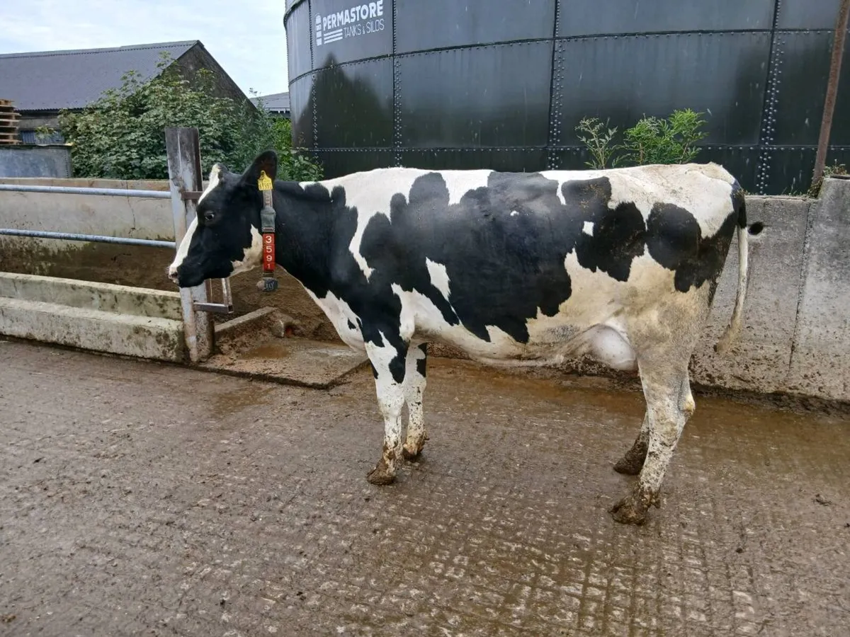 Holstein Friesian Bull*High EBI* - Image 2