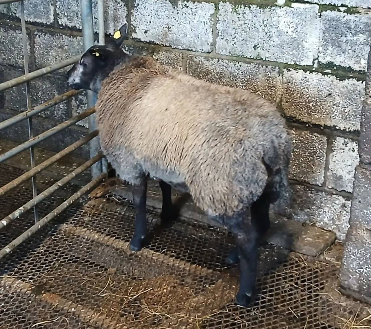 Blue Texel Ram Lambs (Just 2 left) - Image 3