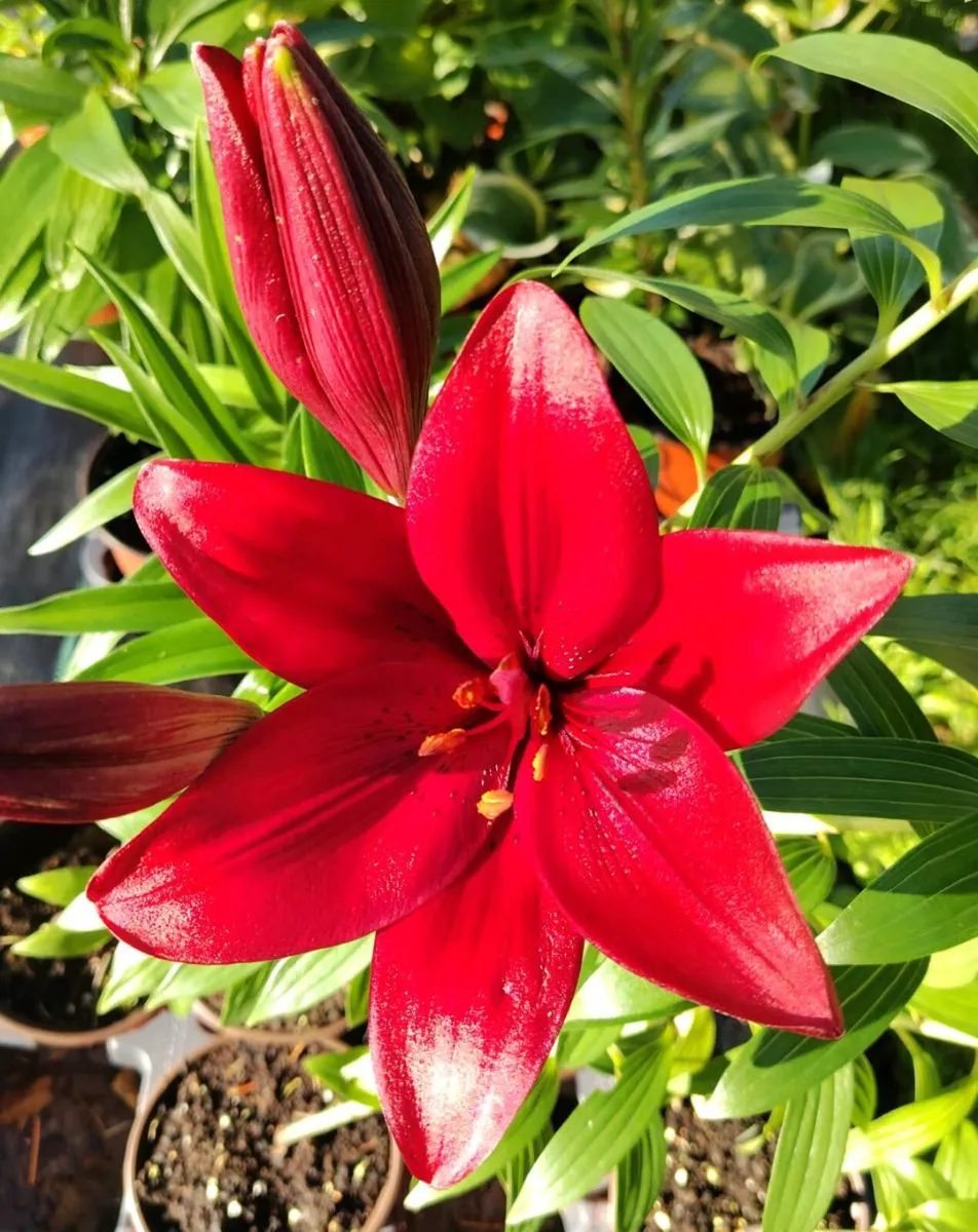 Red Tree Lilies