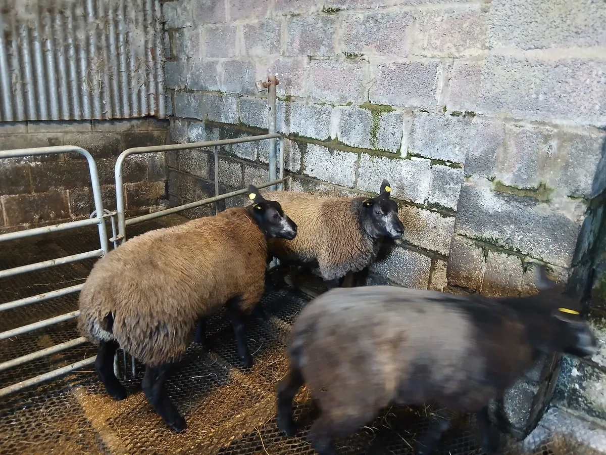 Blue Texel Ram Lambs (Just 2 left) - Image 4