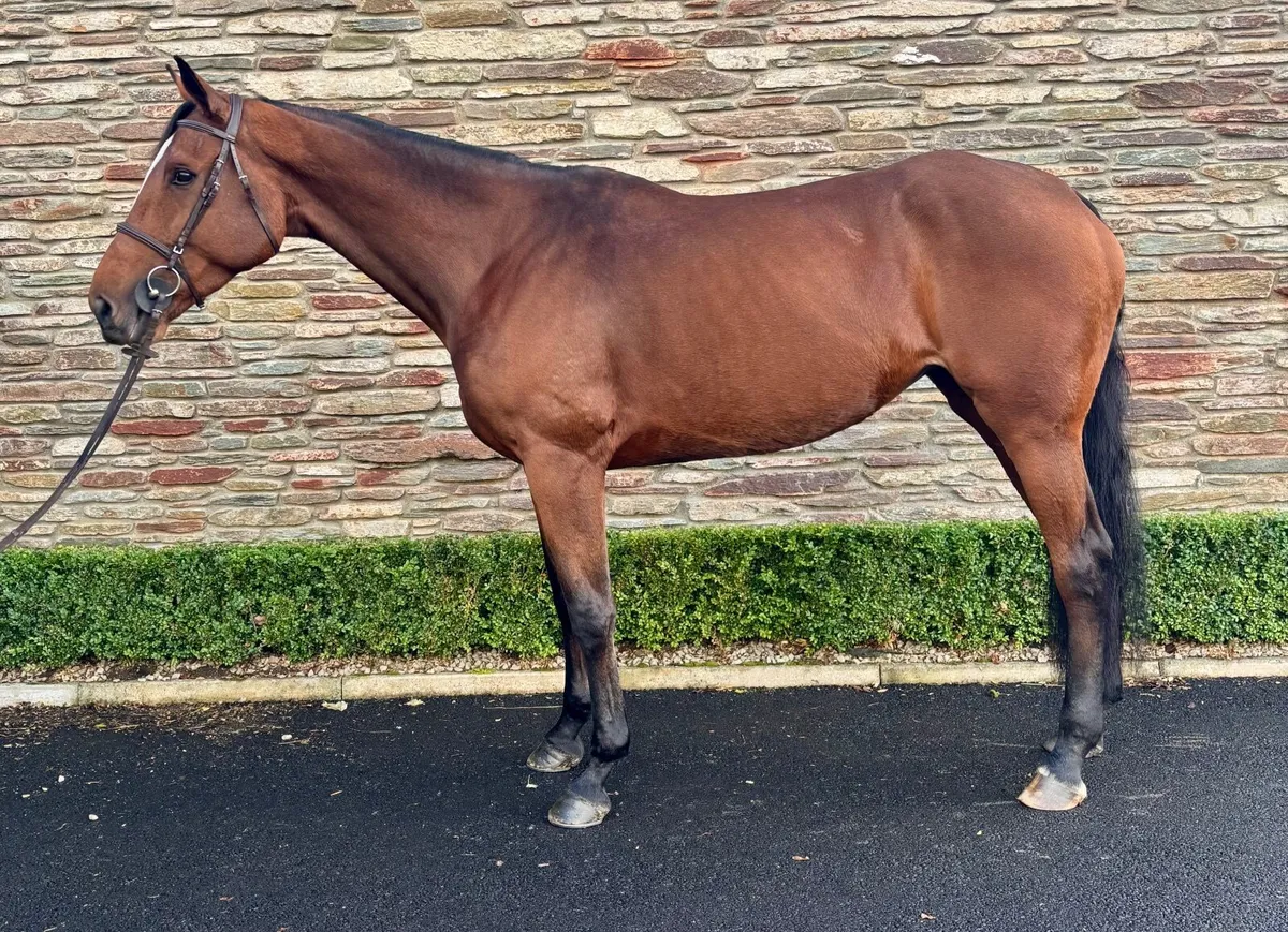 6YO Irish Sport Horse