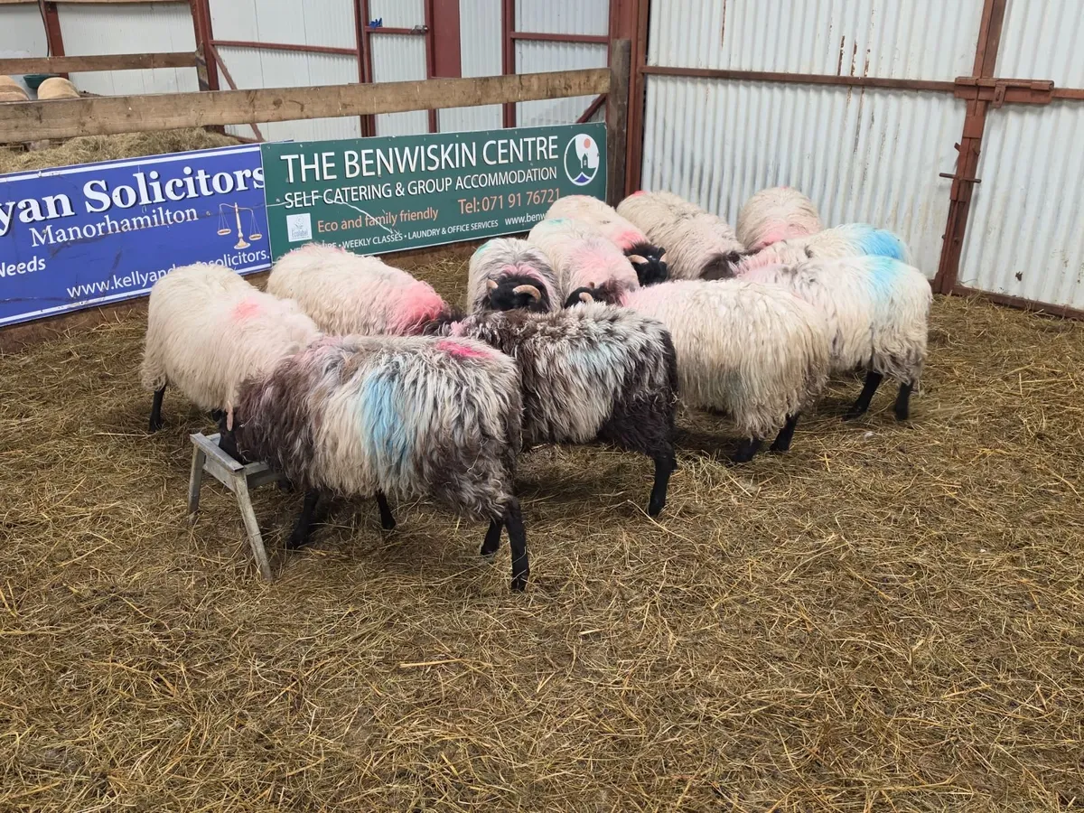 Ewe Lambs