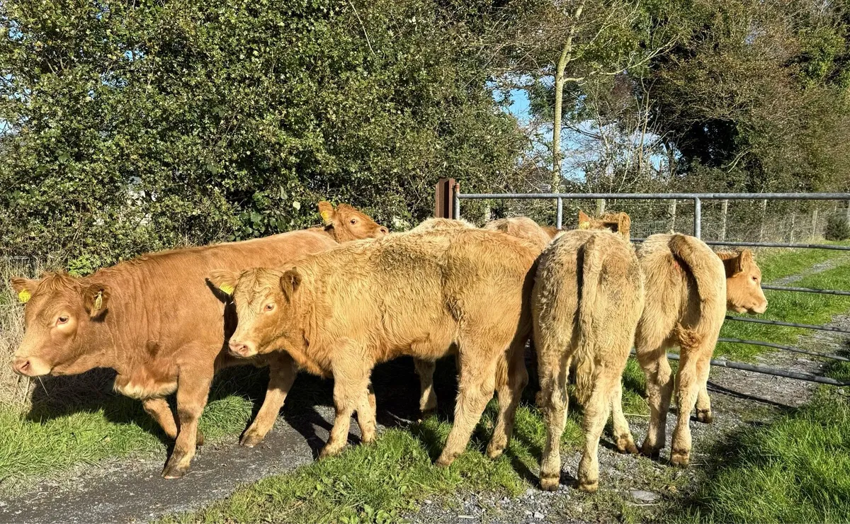 💥Charolise & Limousine Heifer Weanlings💥 - Image 1