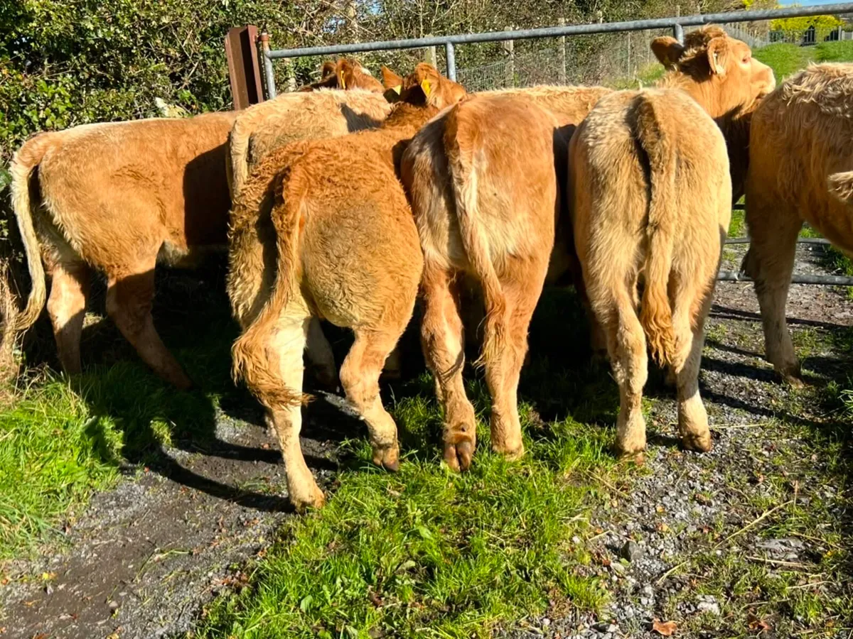 💥Charolise & Limousine Heifer Weanlings💥 - Image 2