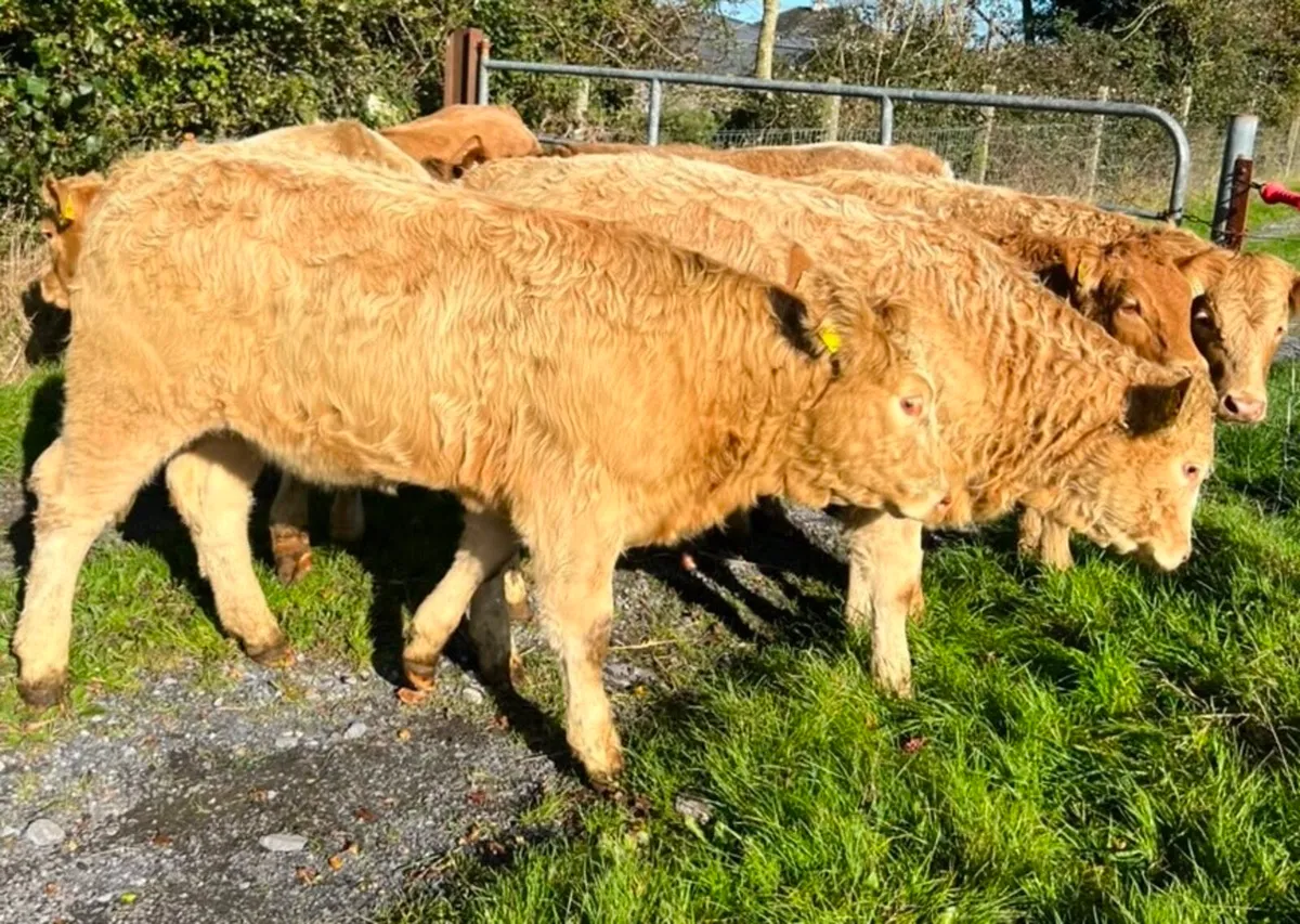 💥Charolise & Limousine Heifer Weanlings💥 - Image 3