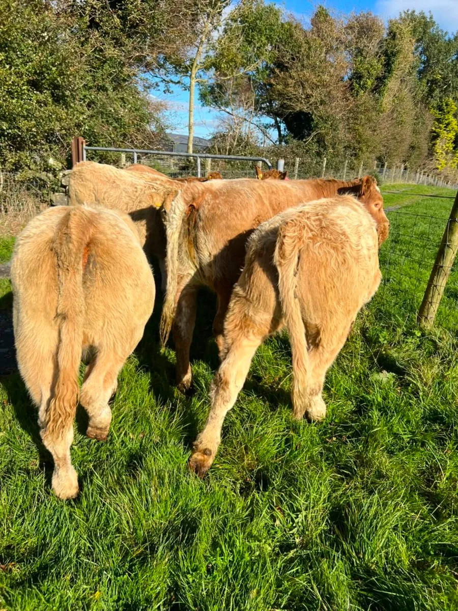 💥Charolise & Limousine Heifer Weanlings💥 - Image 4