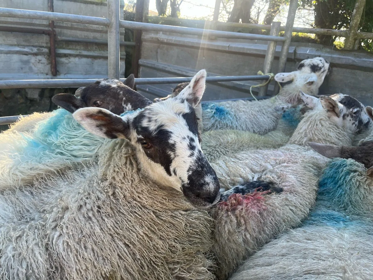 Replacement Ewe Lambs - Image 1