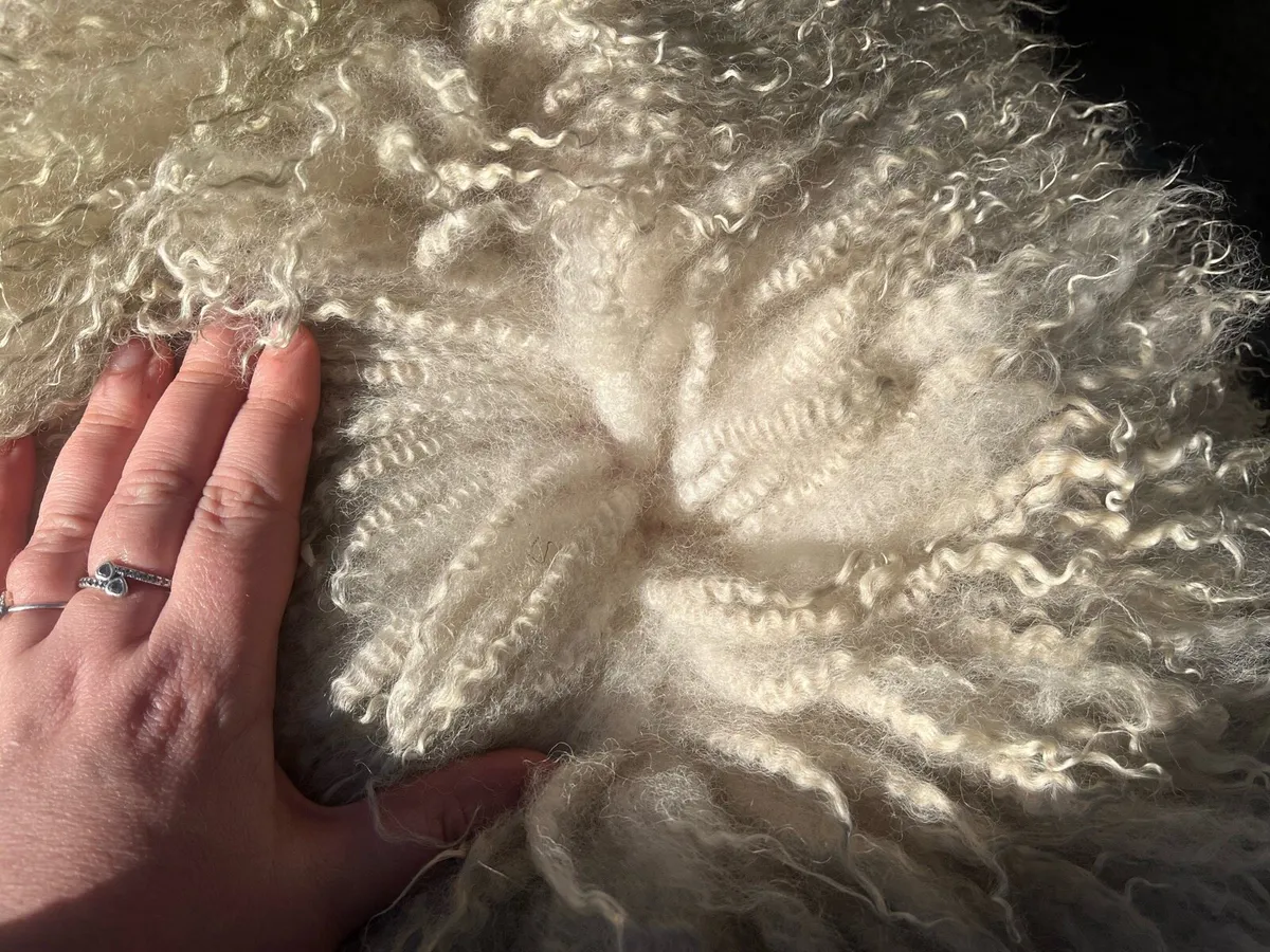 Replacement Ewe Lambs - Image 4