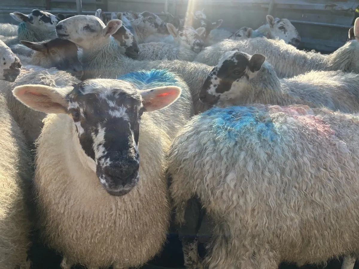 Replacement Ewe Lambs - Image 2