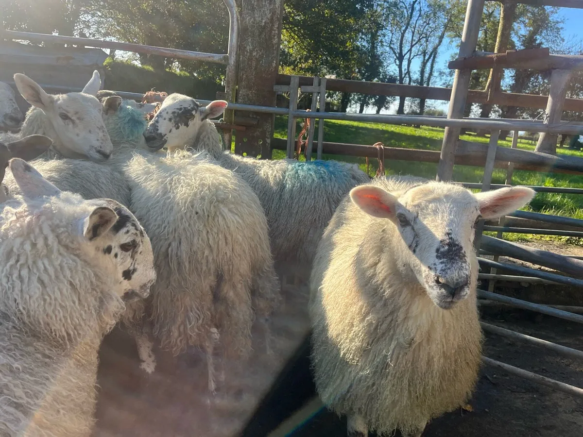 Replacement Ewe Lambs - Image 3