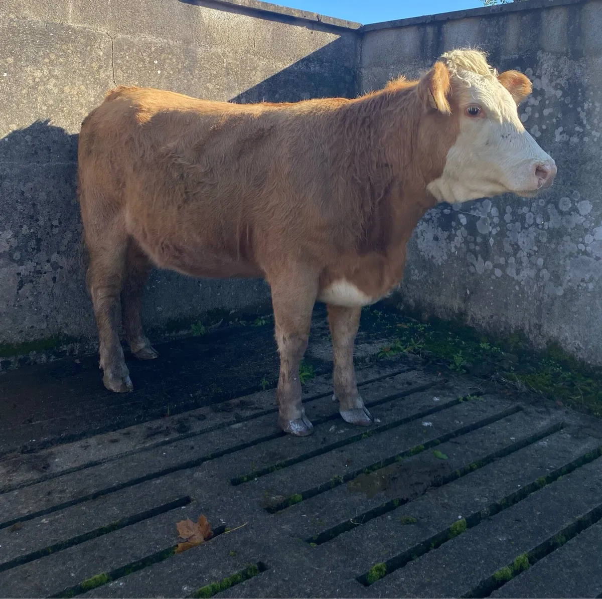 First Calving Charolais Heifer - Image 1