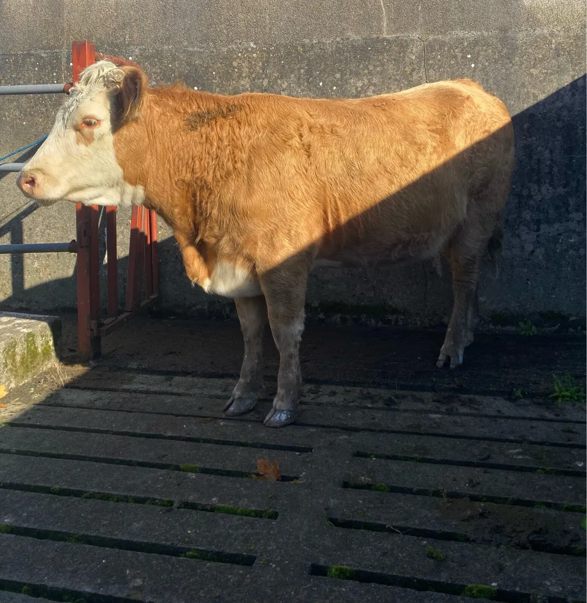 First Calving Charolais Heifer - Image 2