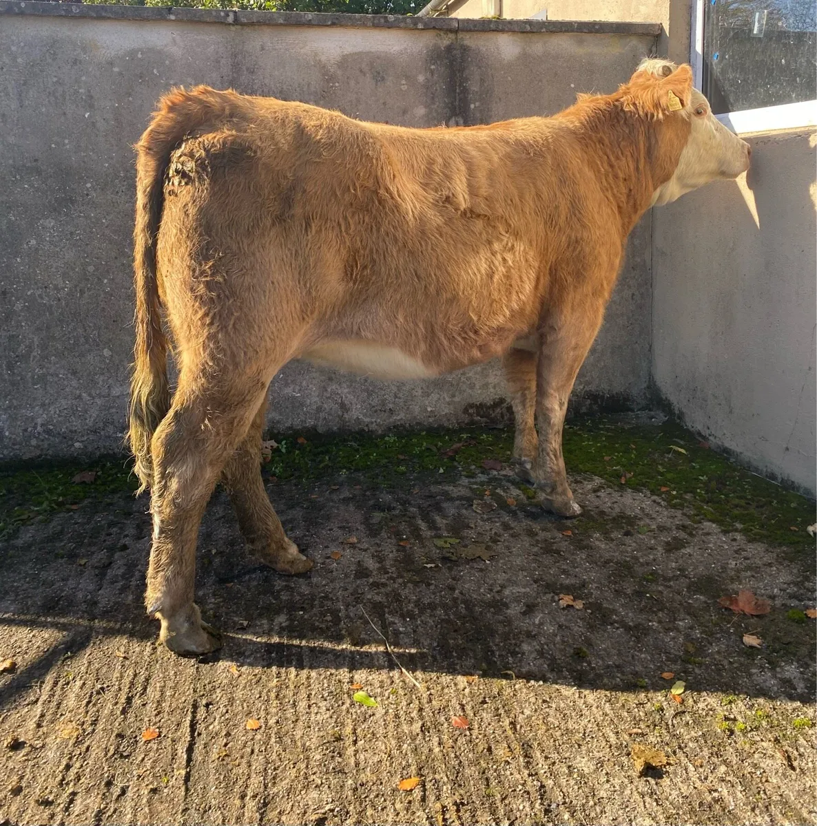 First Calving Charolais Heifer - Image 3