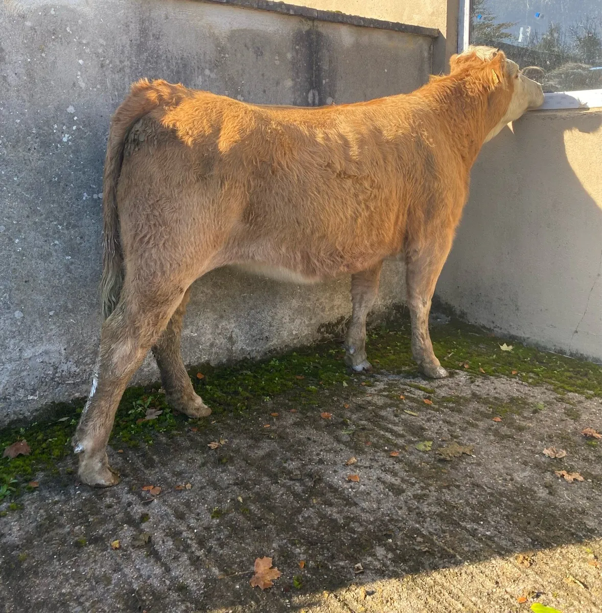 First Calving Charolais Heifer - Image 4