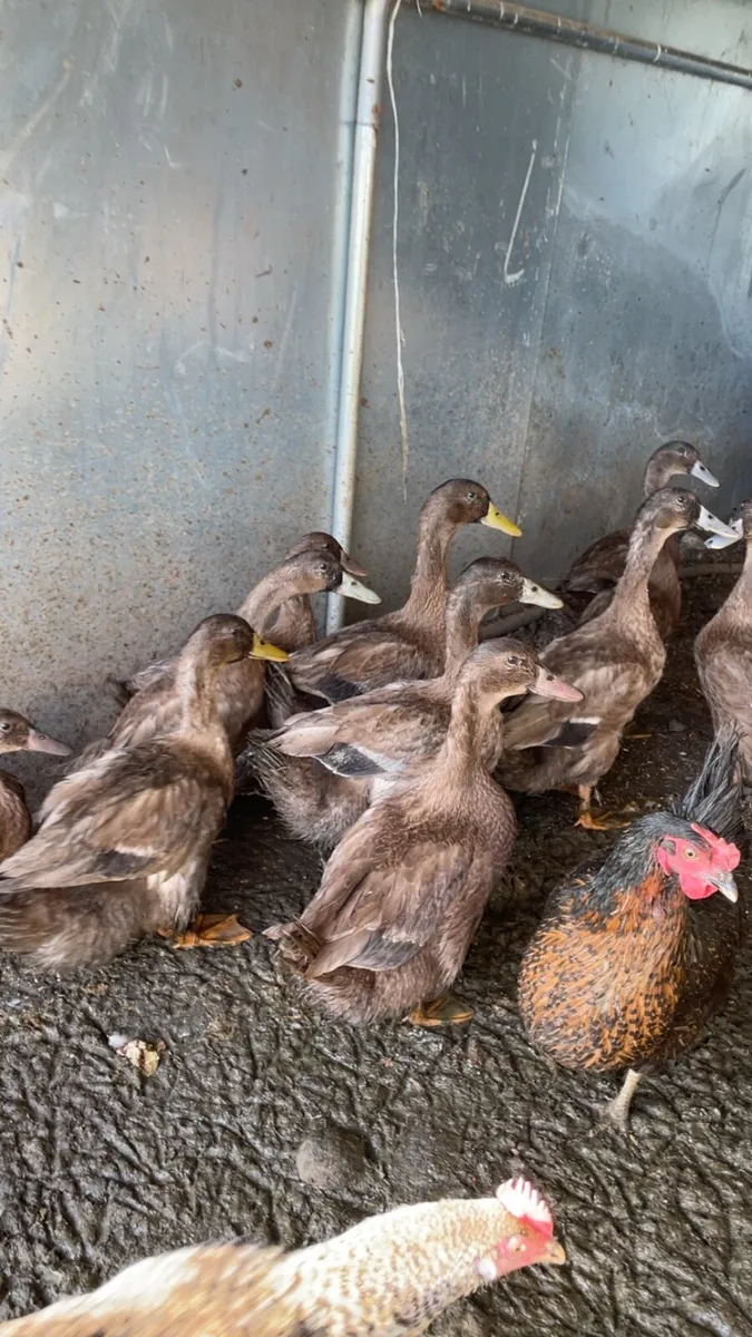 Ducks - Image 1