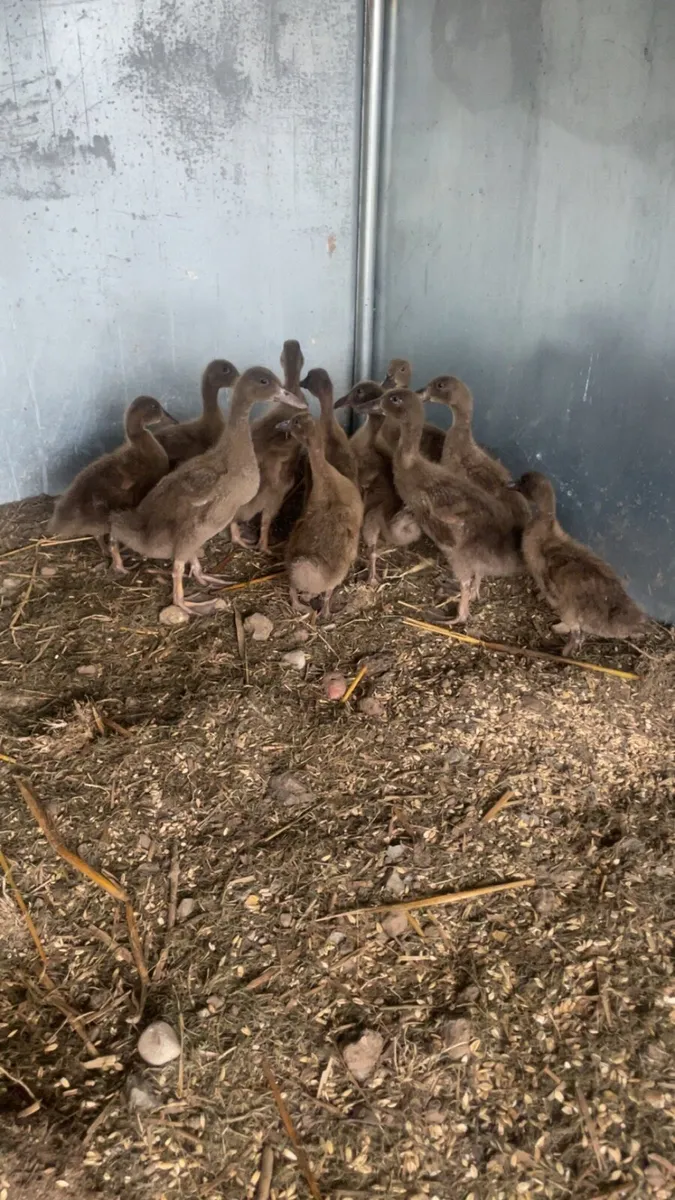 Ducks - Image 3