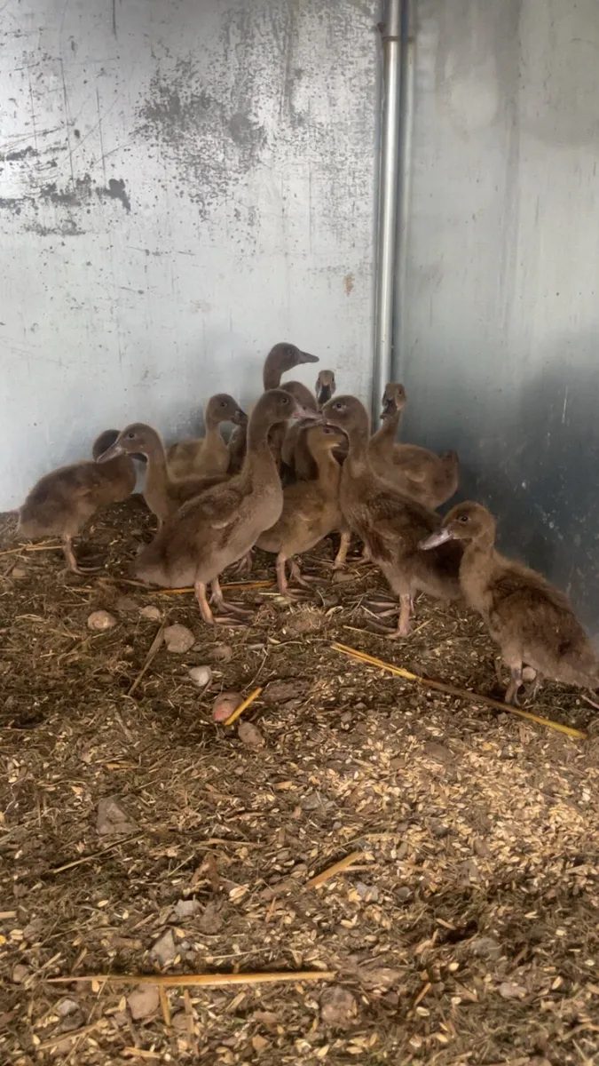 Ducks - Image 2