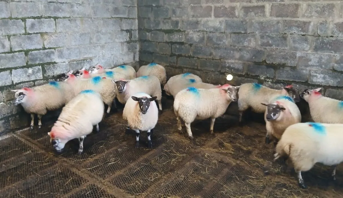 Ewe lambs - Mule Suffock Hilltex - Image 2