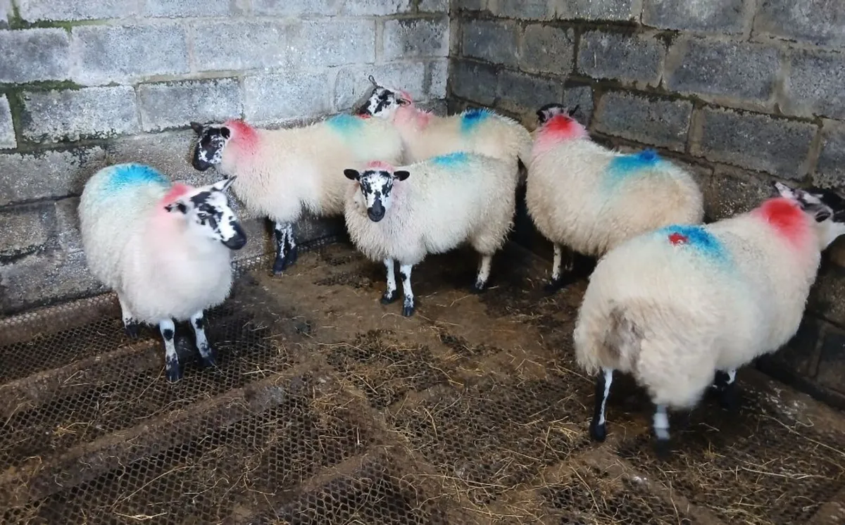 Ewe lambs - Mule Suffock Hilltex - Image 3