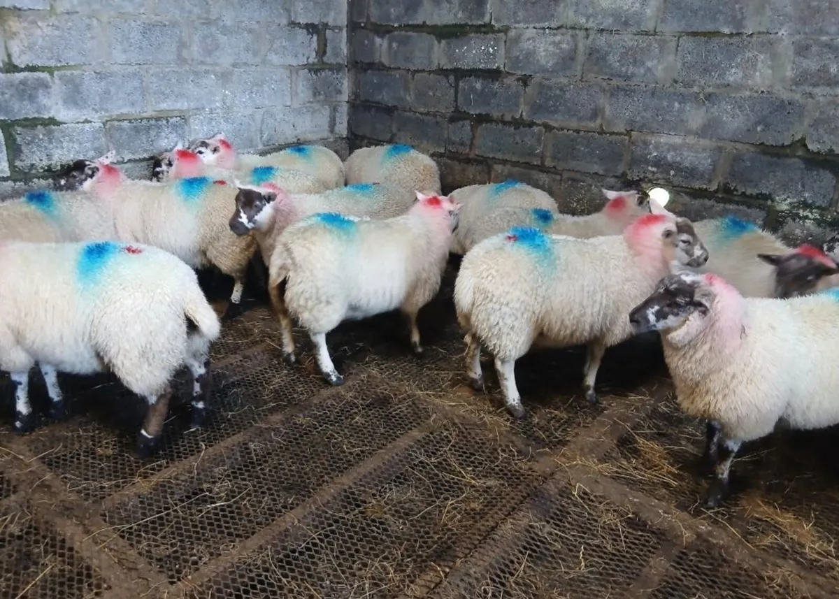 Ewe lambs - Mule Suffock Hilltex - Image 4