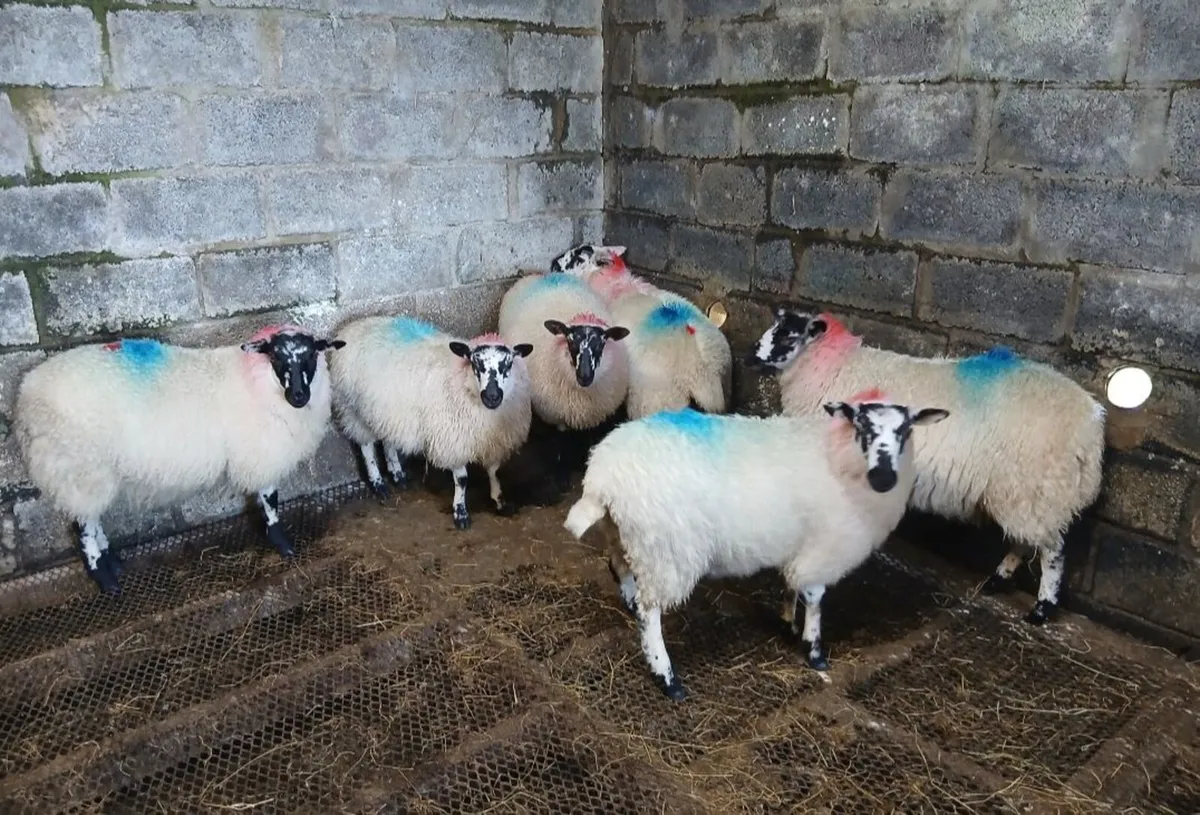 Ewe lambs - Mule Suffock Hilltex - Image 1