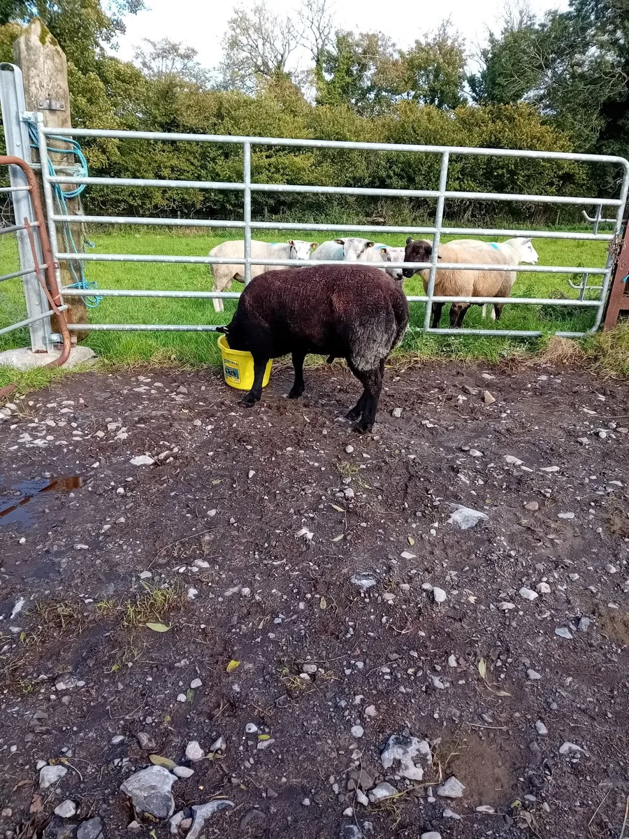 Dutch Spotted Texel Hoggett Ram - Image 3