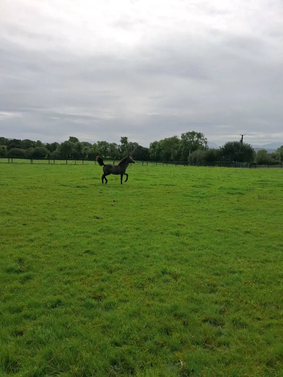 FILLY Foal - Image 3
