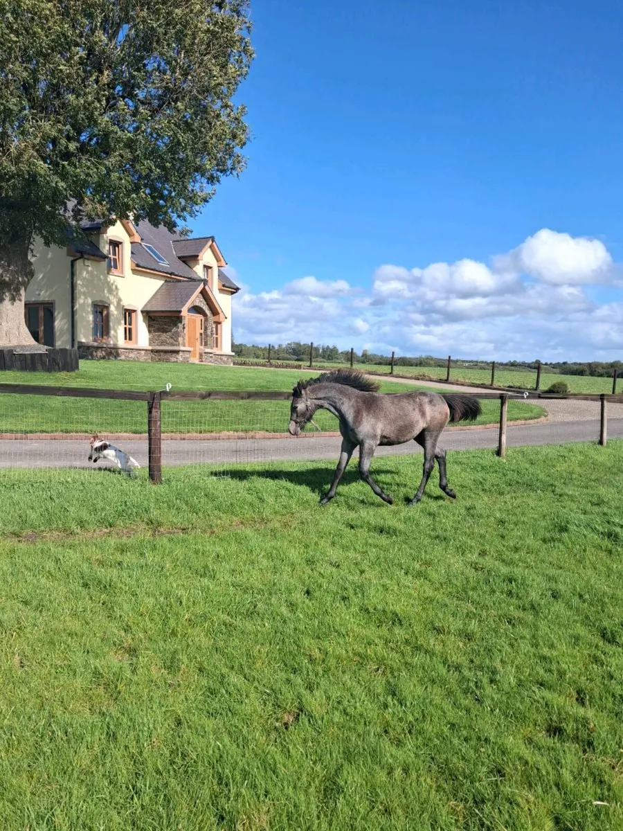 FILLY Foal - Image 4