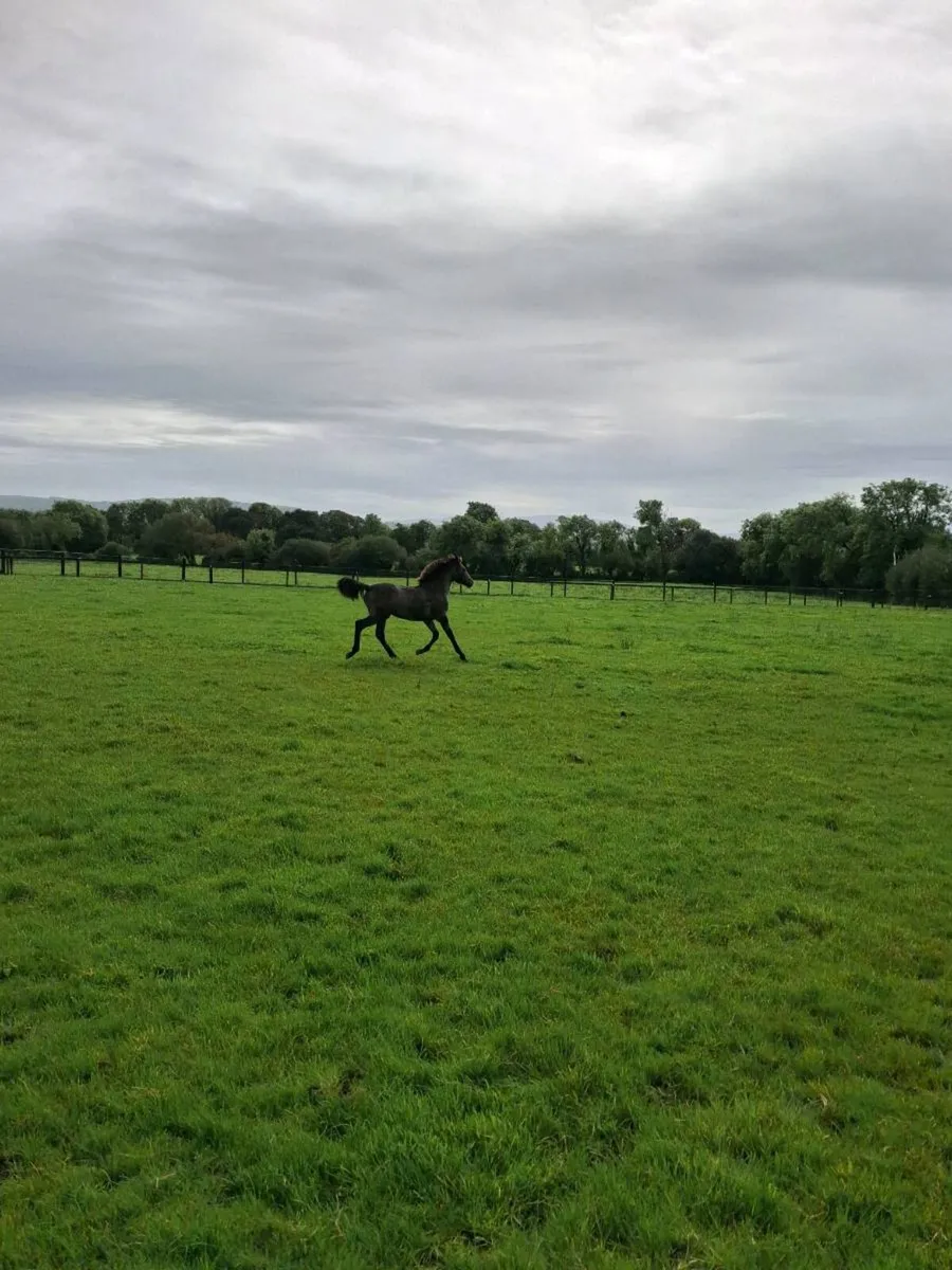 FILLY Foal - Image 1
