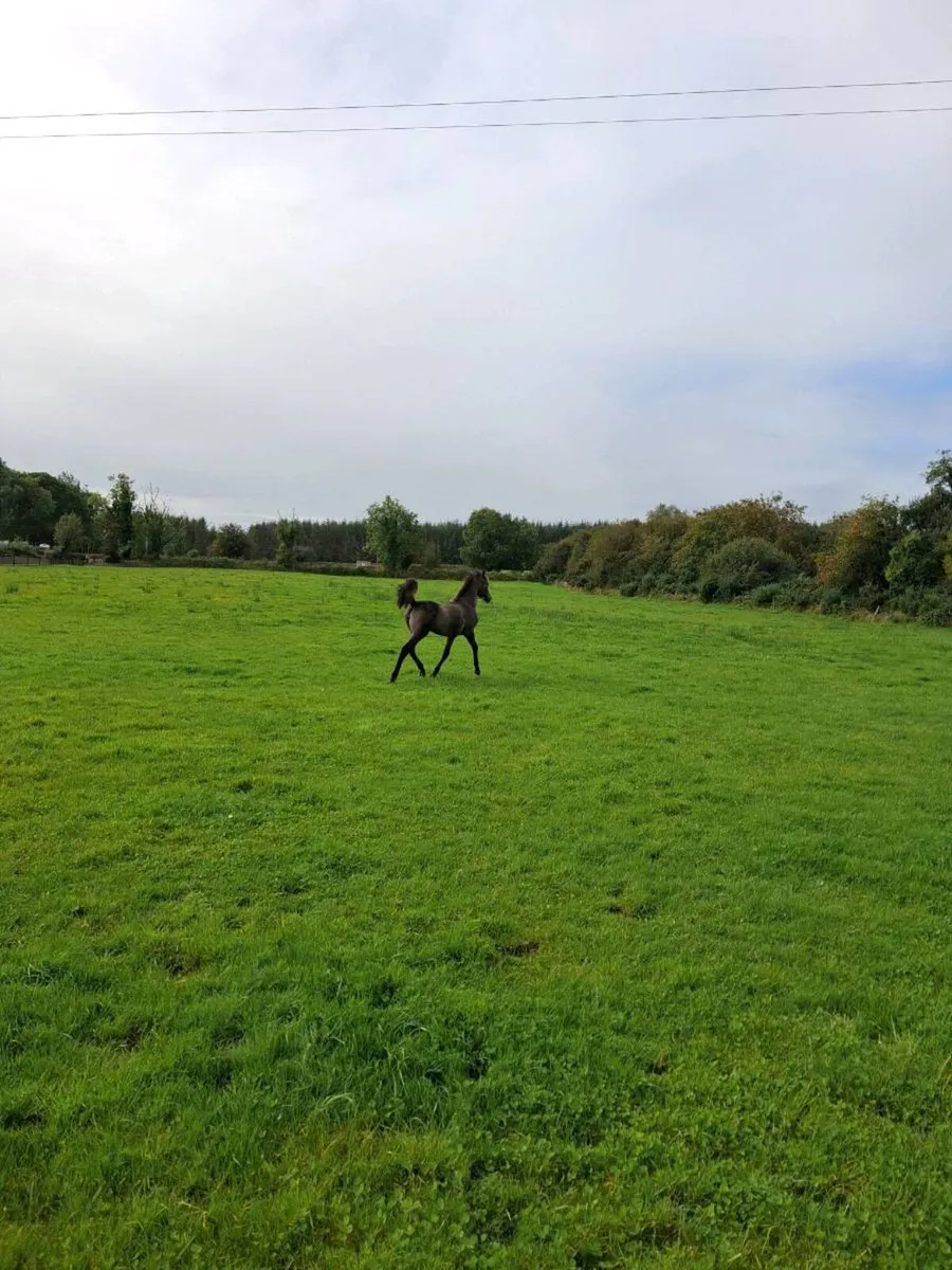 FILLY Foal - Image 2