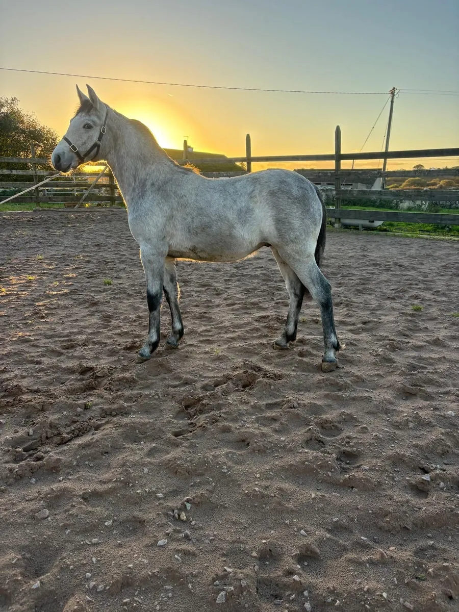 Registered Connemara Colt Foal - Image 1