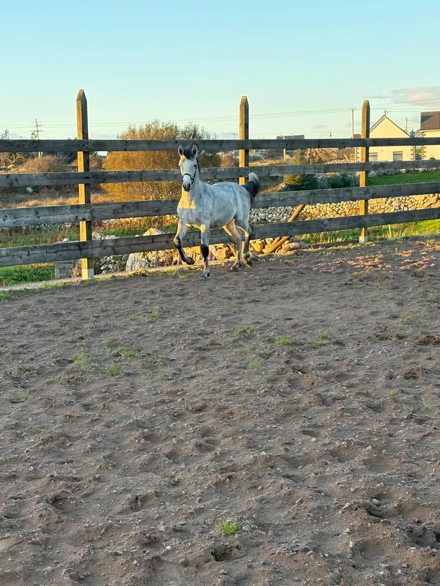 Registered Connemara Colt Foal - Image 3