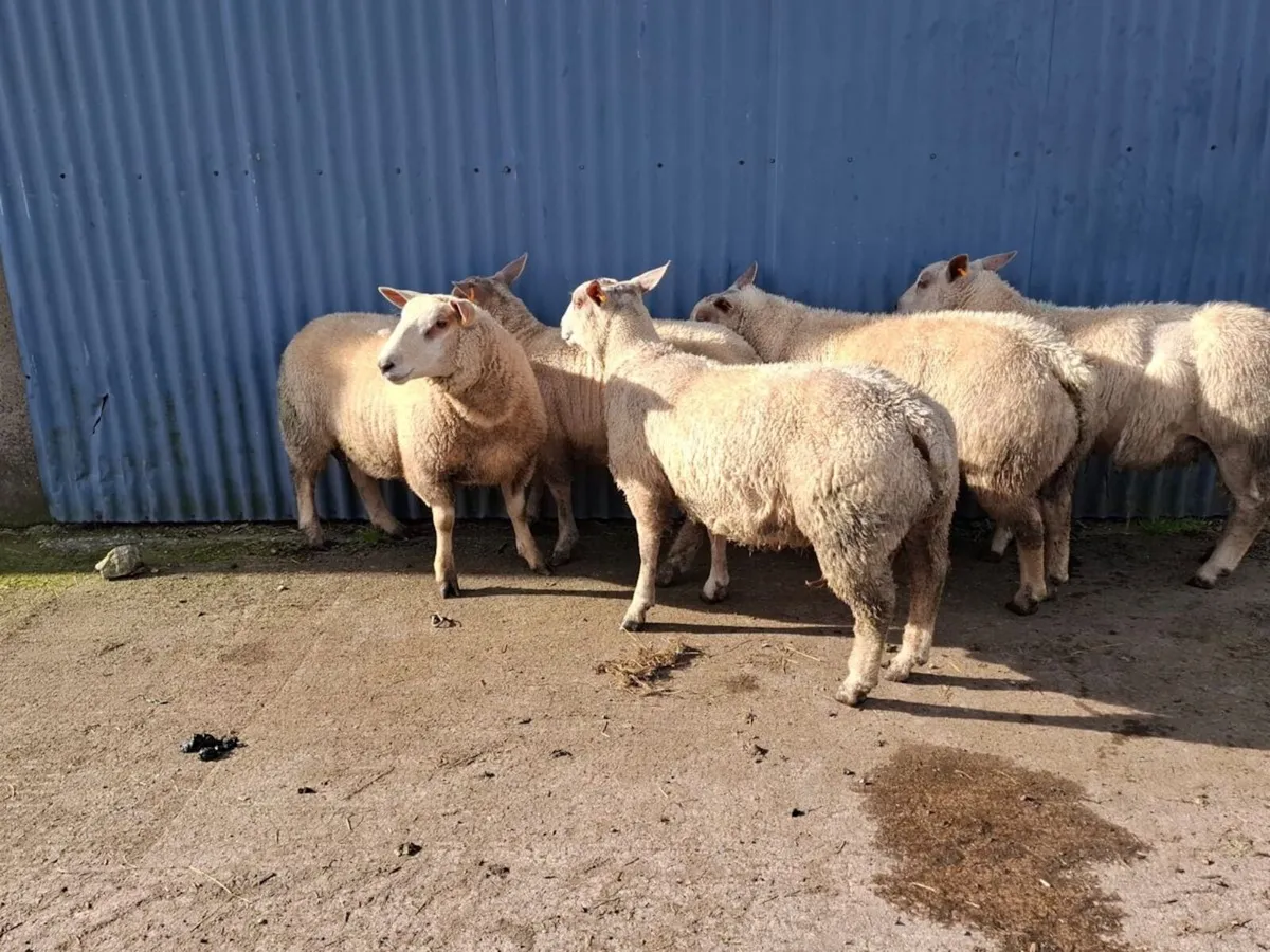 PBNR Charollais & Blue Texel X Char Ram Lambs - Image 1