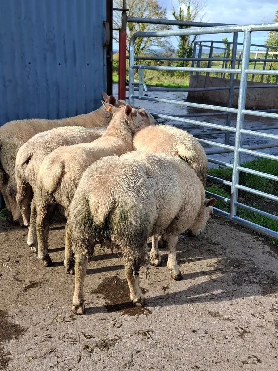 PBNR Charollais & Blue Texel X Char Ram Lambs - Image 4
