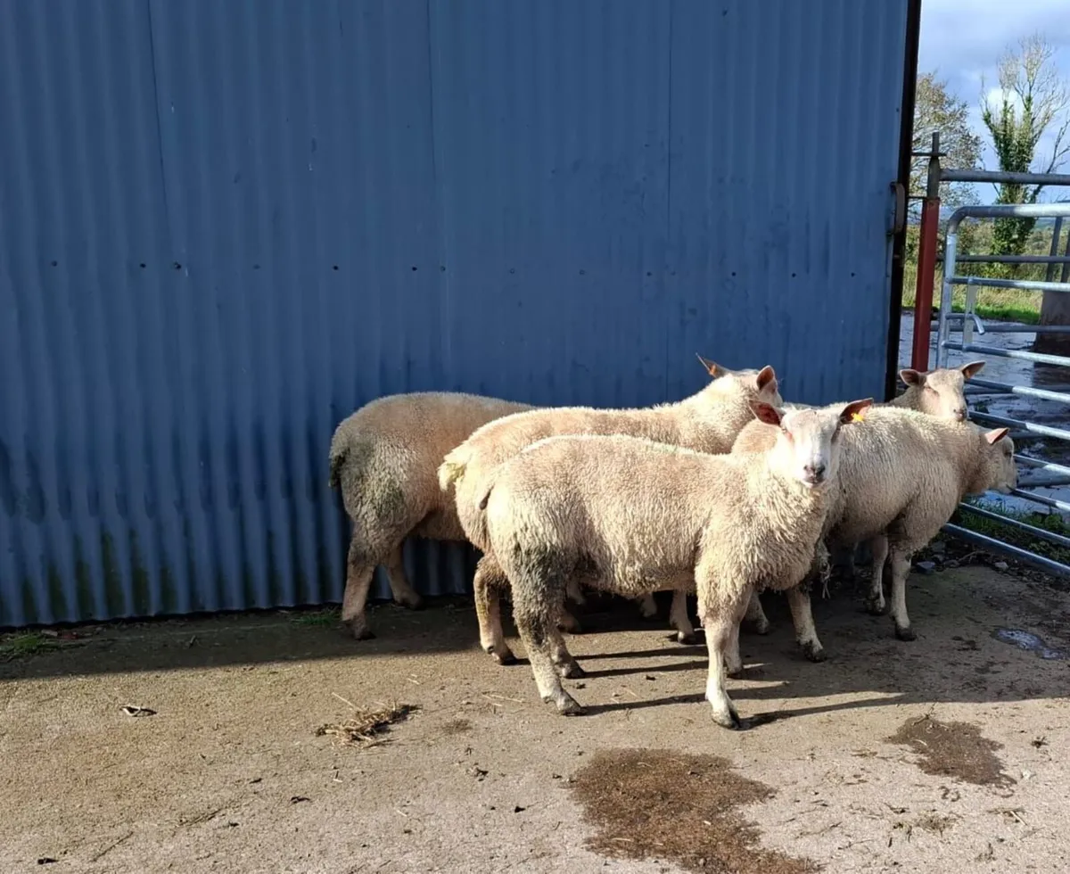 PBNR Charollais & Blue Texel X Char Ram Lambs - Image 2