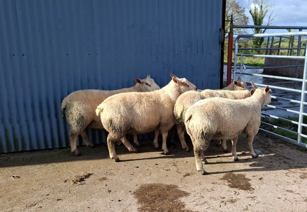 PBNR Charollais & Blue Texel X Char Ram Lambs - Image 3
