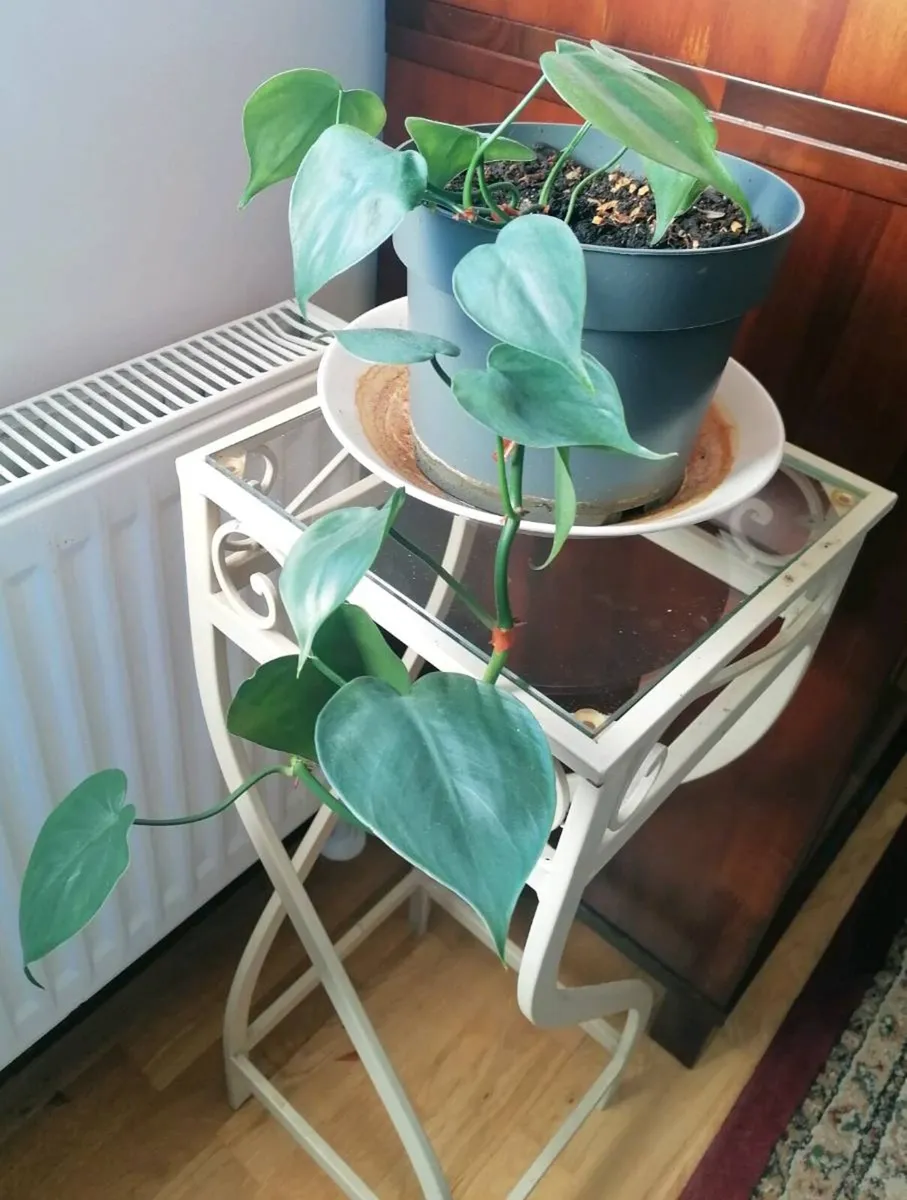 Plant - Image 1