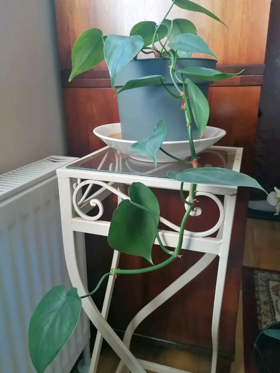 Plant - Image 2