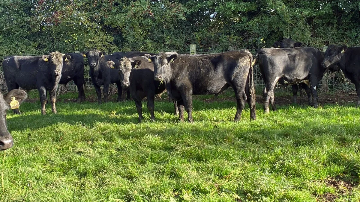 16 super 380 kg Angus store bullocks - Image 1