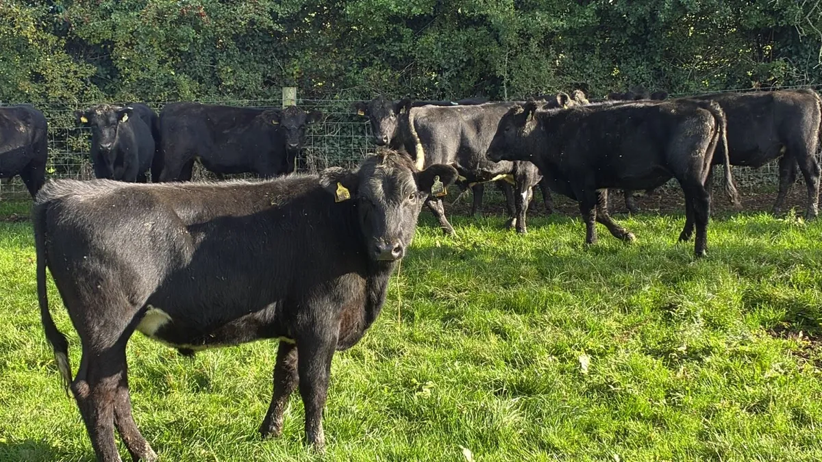 16 super 380 kg Angus store bullocks - Image 2
