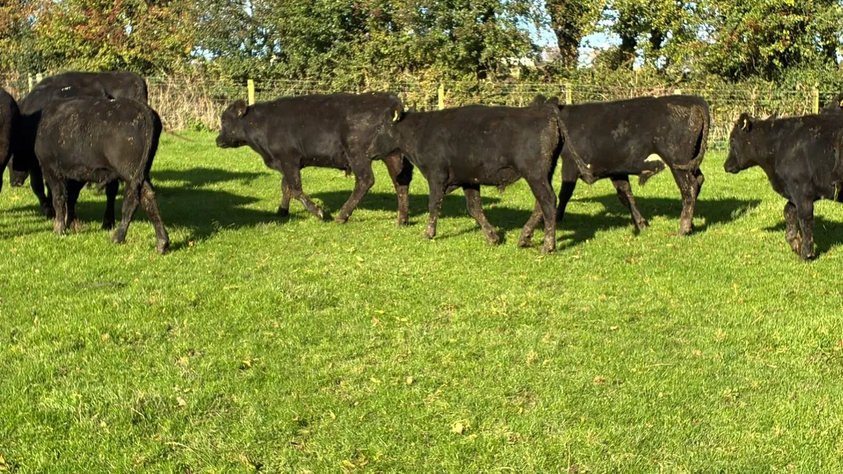 16 super 380 kg Angus store bullocks - Image 3