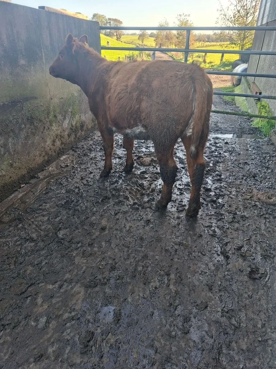 Shorthorn Breeding heifers - Image 4